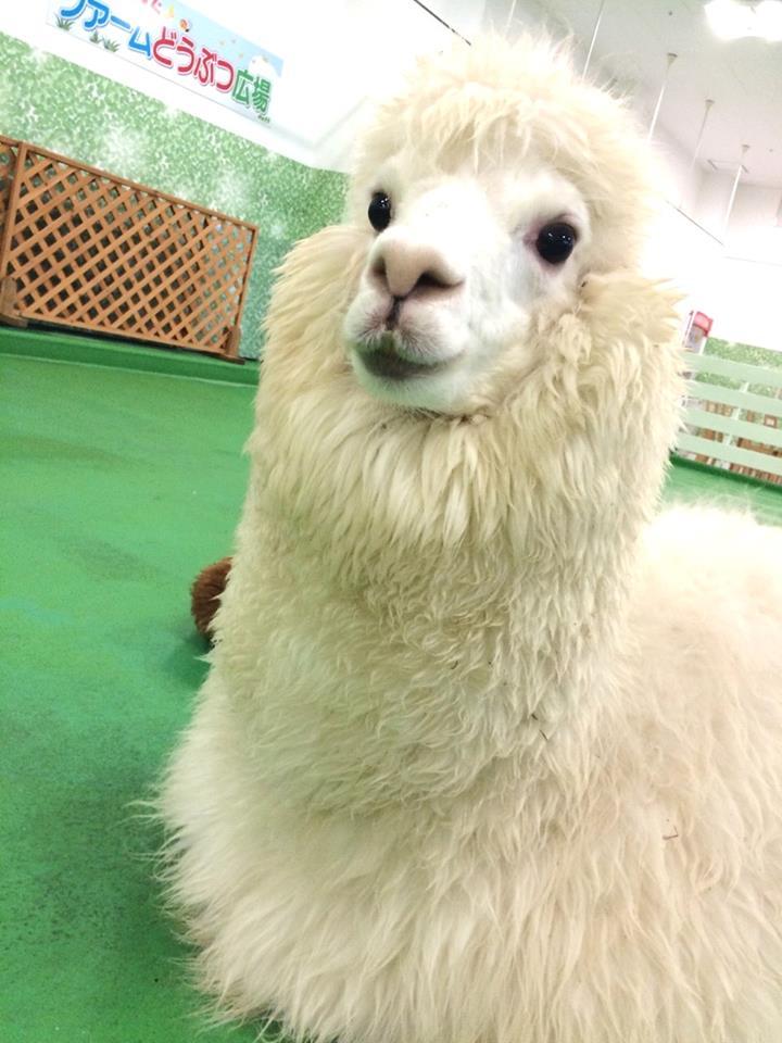 アルパカがやってくる！ふれあい動物園