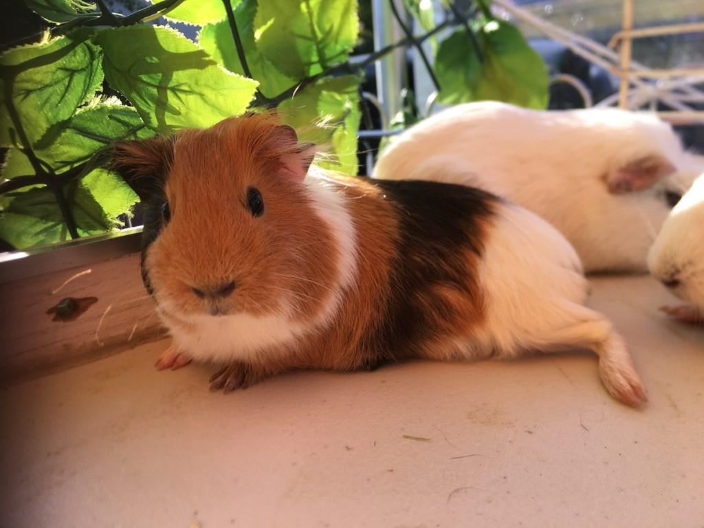 アルパカがやってくる！ふれあい動物園