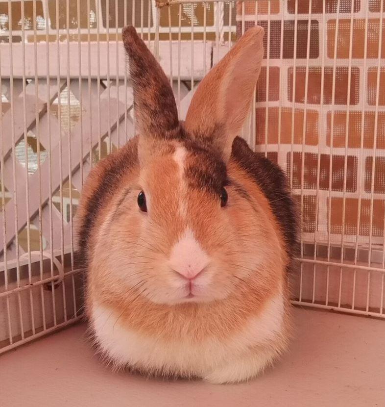 アルパカがやってくる！ふれあい動物園