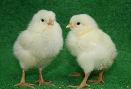 アルパカがやってくる！ふれあい動物園