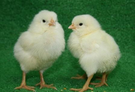 アルパカがやってくる！ふれあい動物園