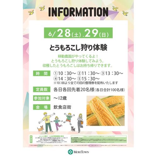 とうもろこし狩り体験